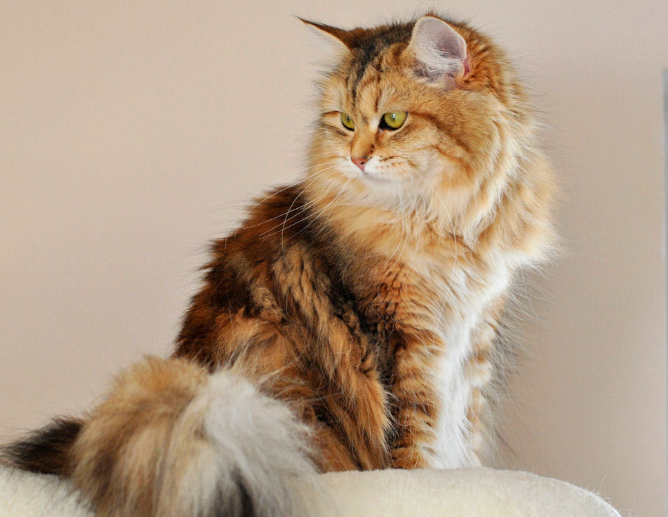 golden tabby siberian cat