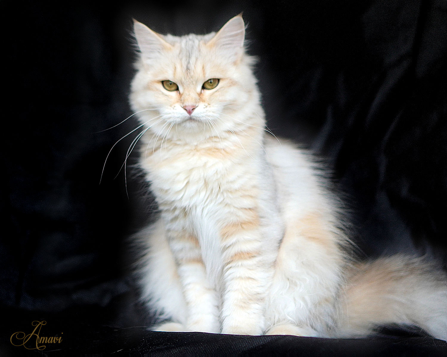 Jasmin siberian cat
