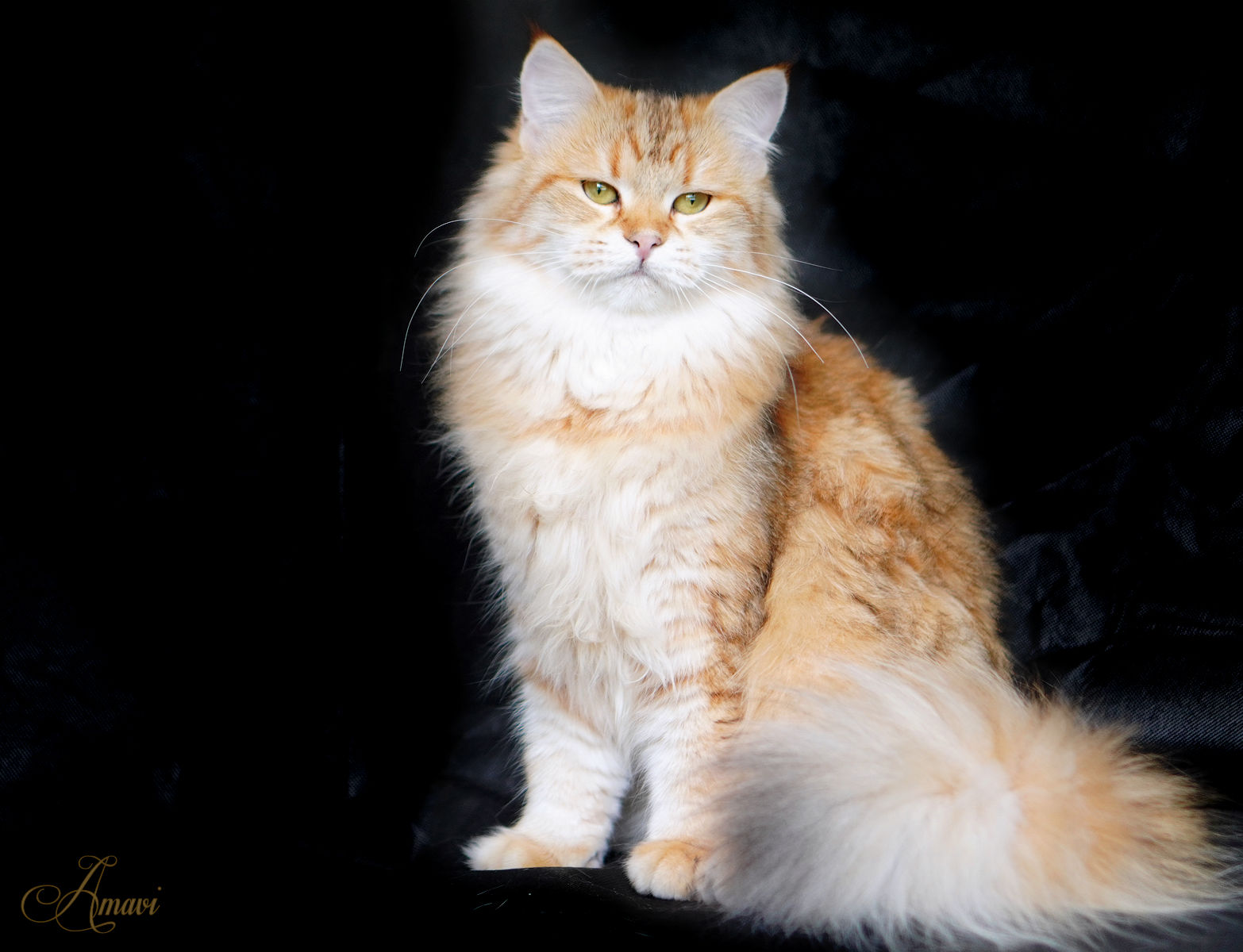 Jasmin siberian cat