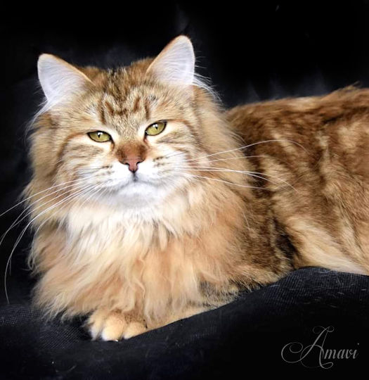 Jasmin siberian cat