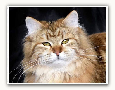 Jasmin siberian cat